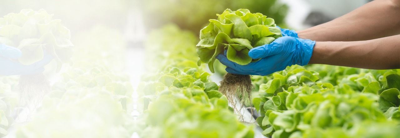 Hydroponics Farming