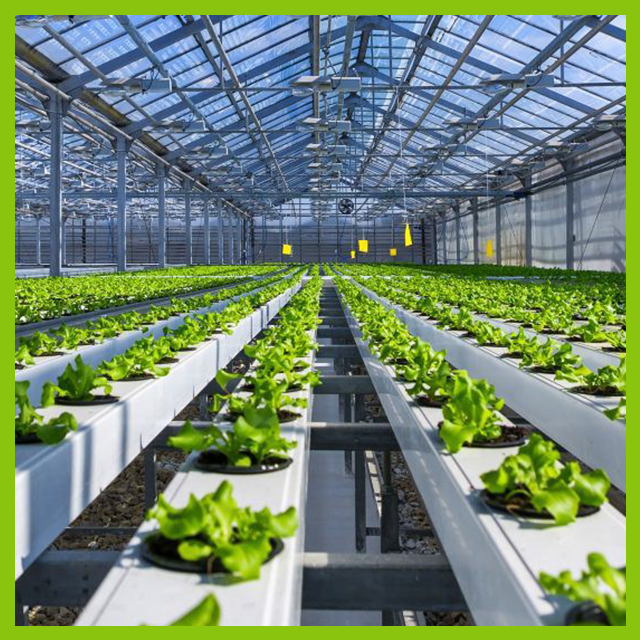 Hydroponics Farming