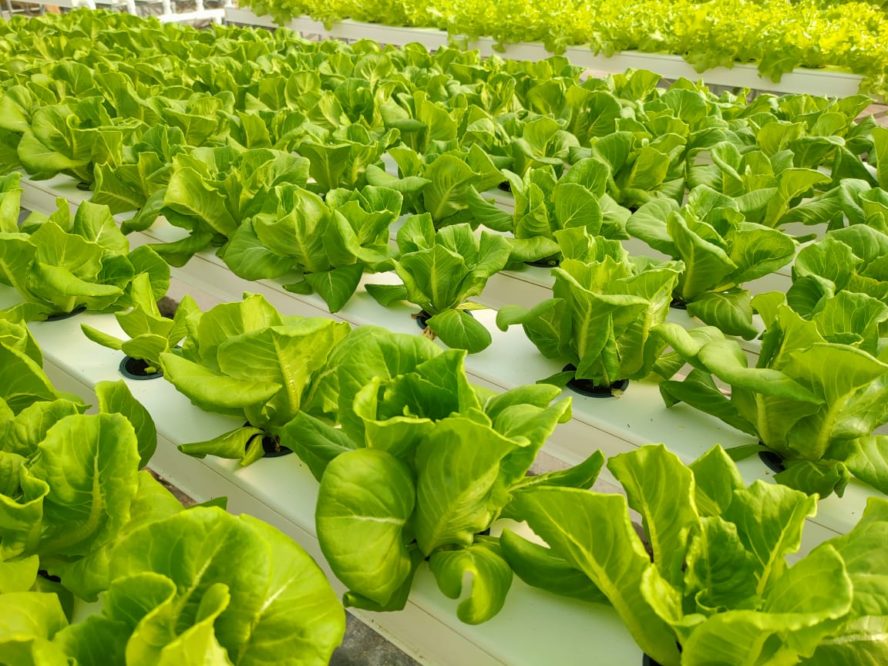 Hydroponics Farming