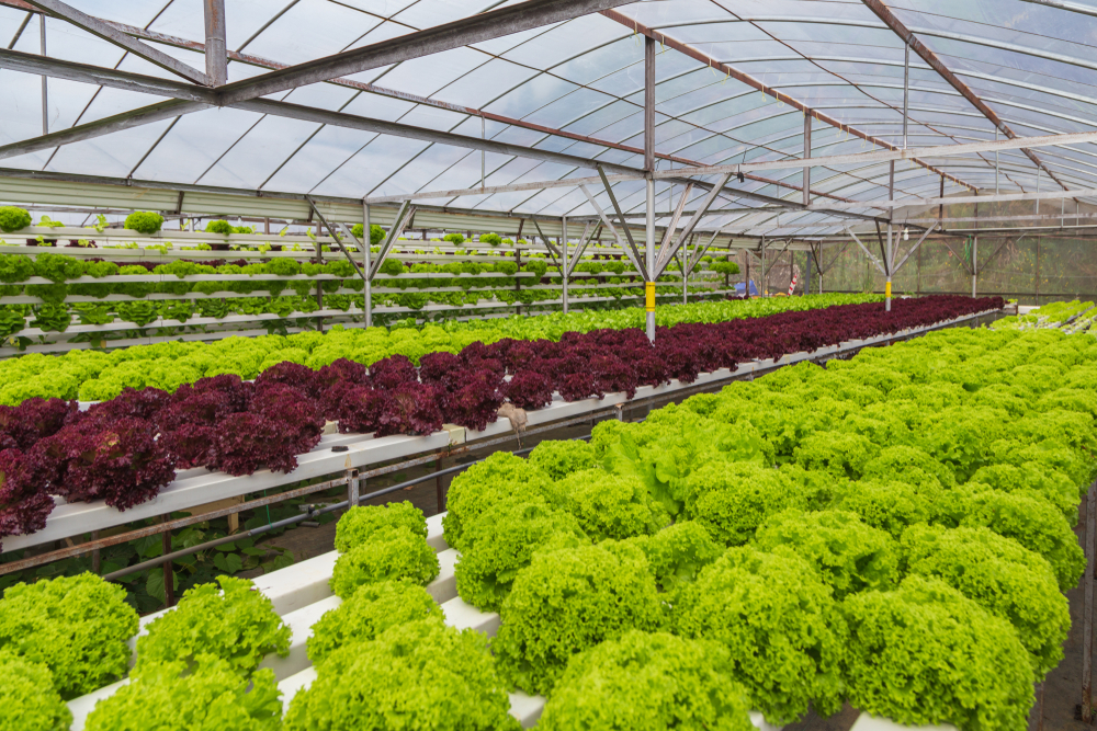 Hydroponics Farming