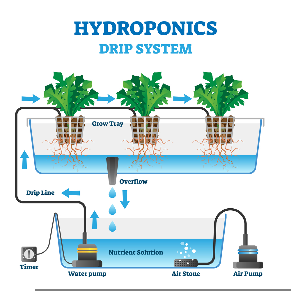Hydroponic System How To Choose The Ideal System For You Rise