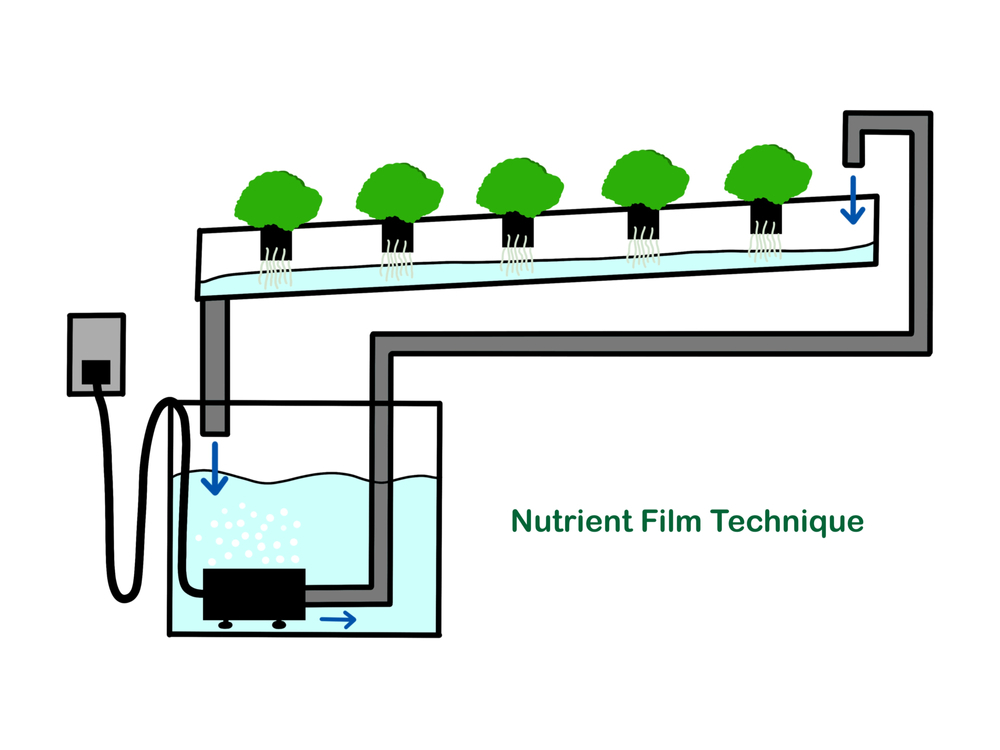 Nutrient Film Technique