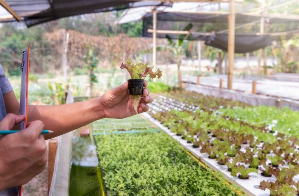 Hydroponic Agriculture