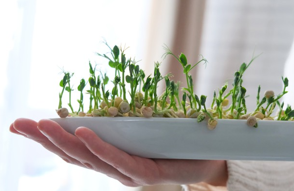 Hydroponic Agriculture