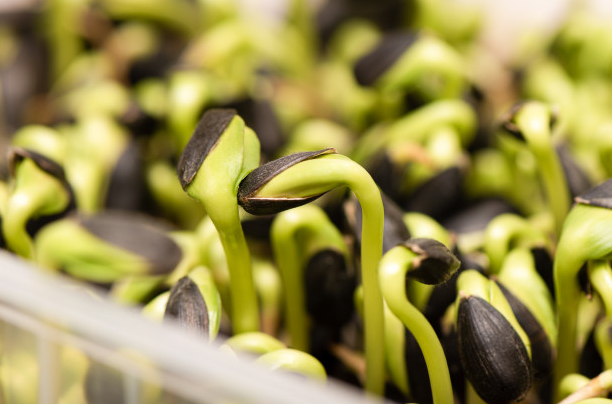 soil less farming