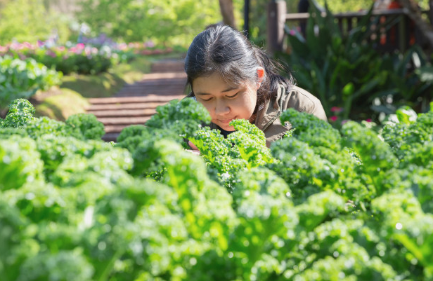 soil less farming