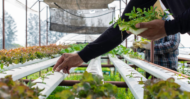 Hydroponics Farming in Gujarat 