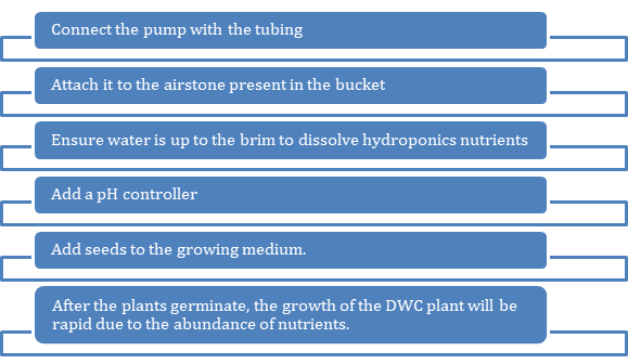 Deep water culture Steps