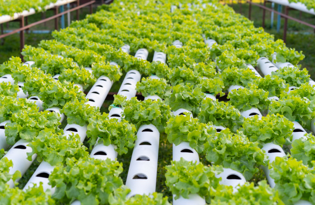 Can You Profit From Hydroponics?