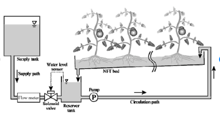 Nutrient Film Technique