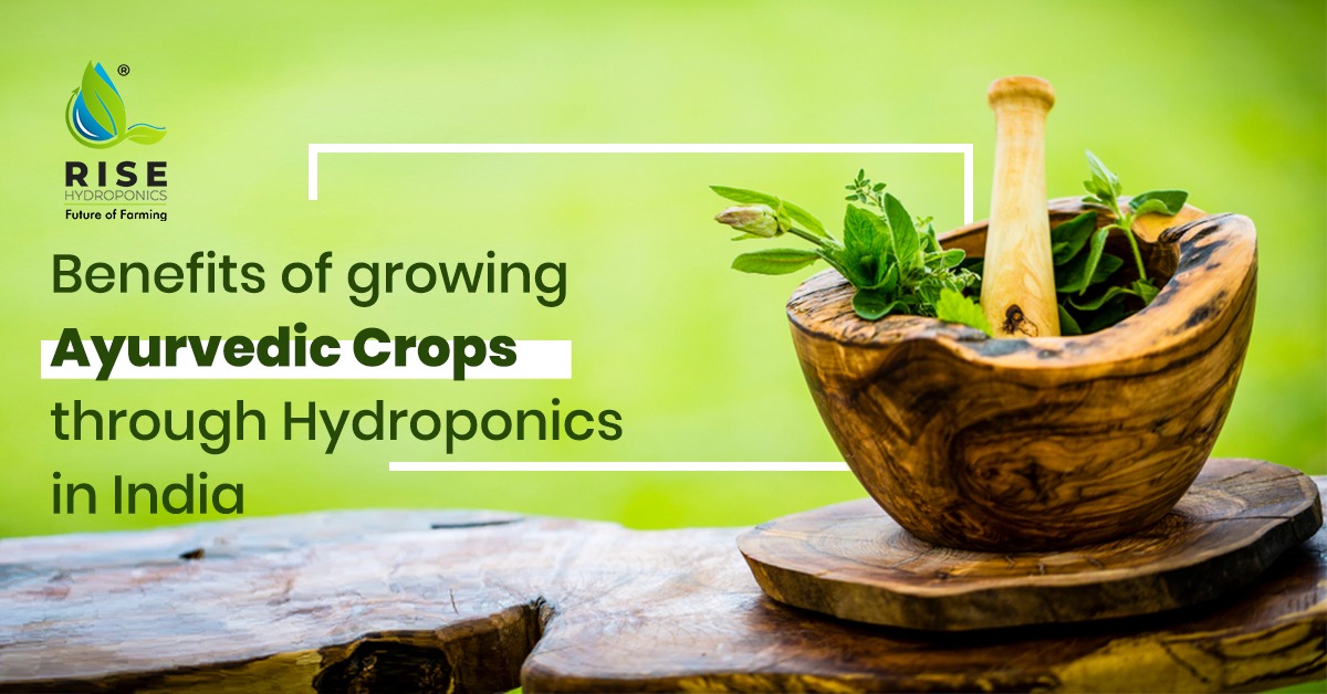 Ayurvedic Crops through Hydroponics in India