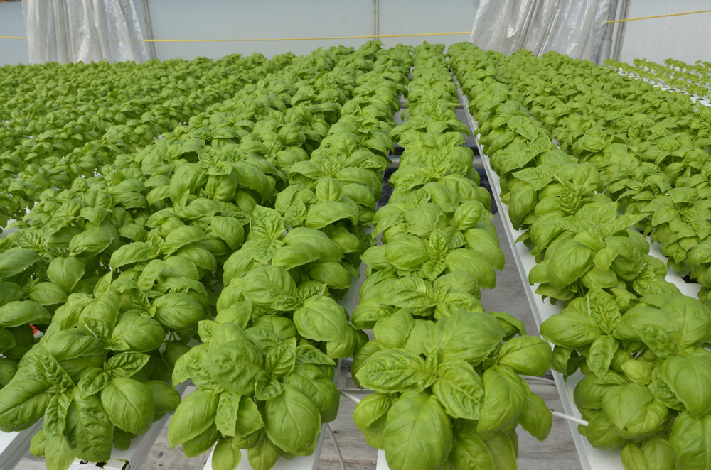 benefits of growing basil hydroponically