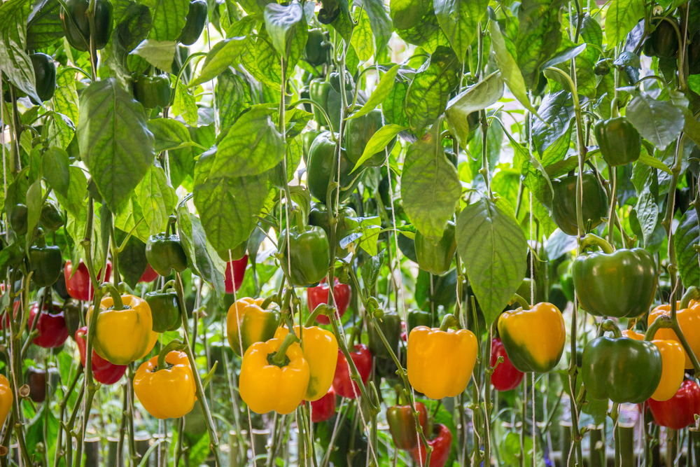 Fresh Bell Pepper