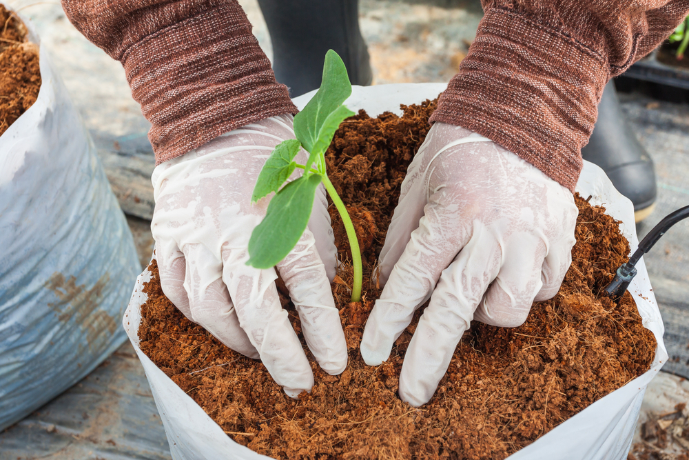 coco peat in grow bag