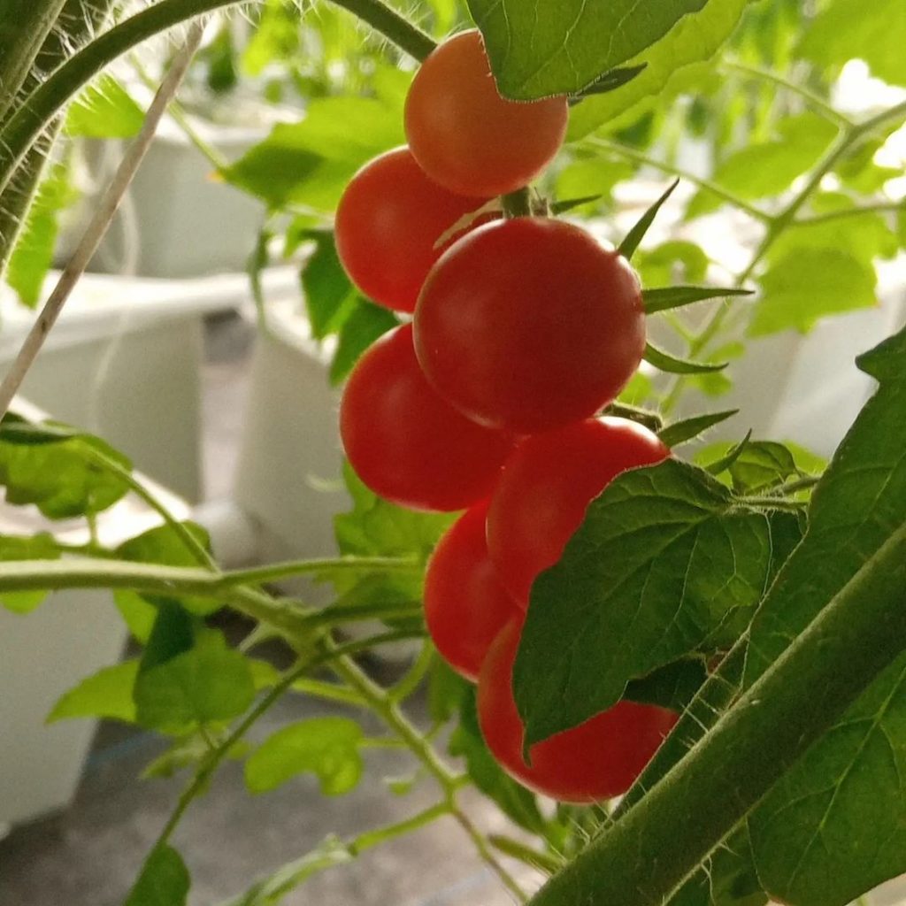 cherry tomatoes