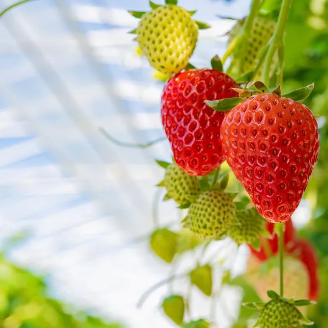 grow strawberries hydroponically