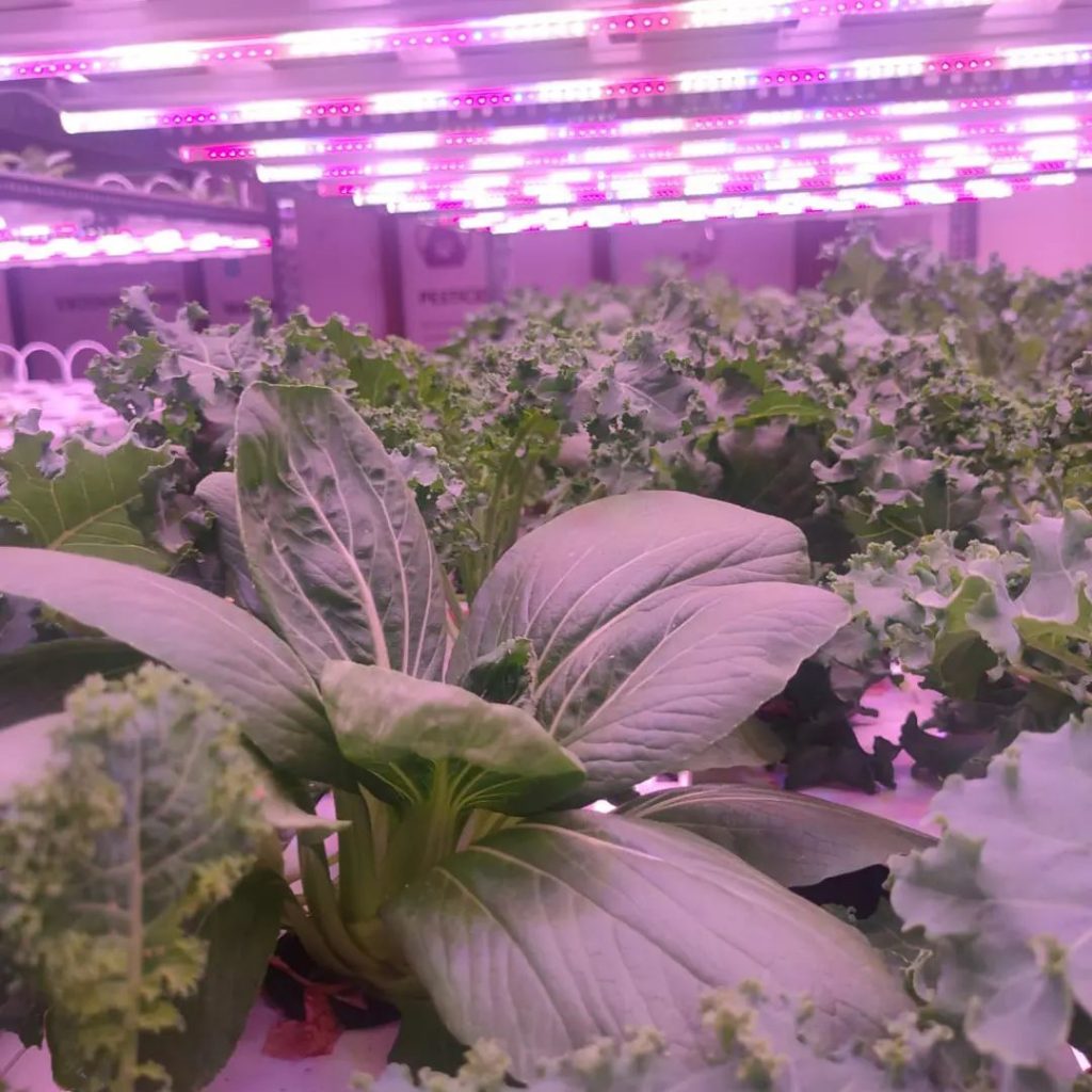 full-spectrum LED grow light