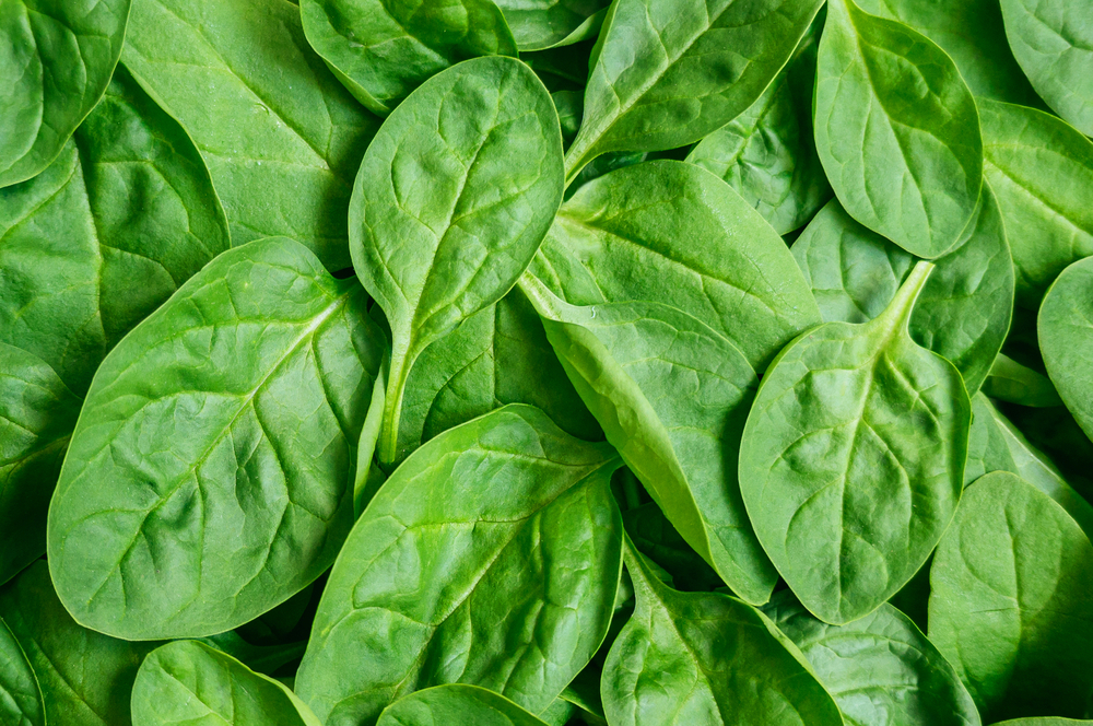 Fresh Green Spinach