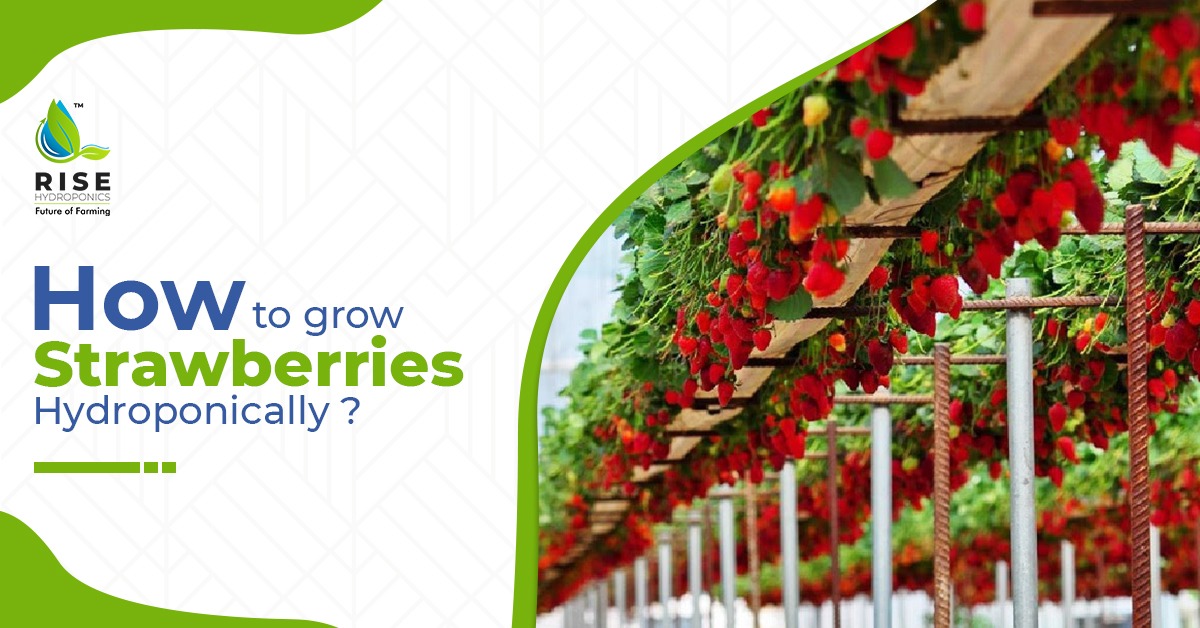 How to grow Strawberries Hydroponically