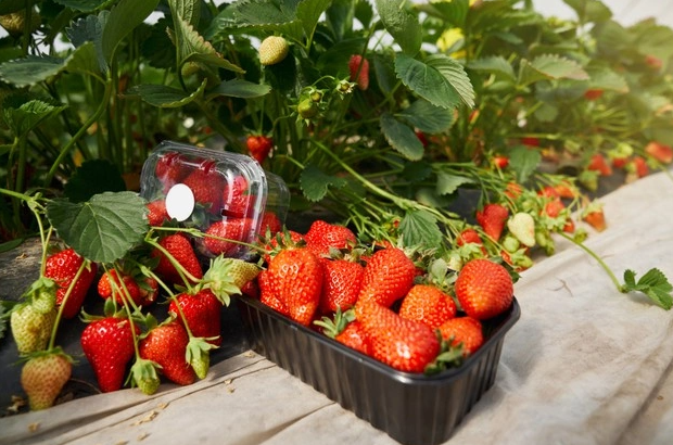 strawberries cultivation