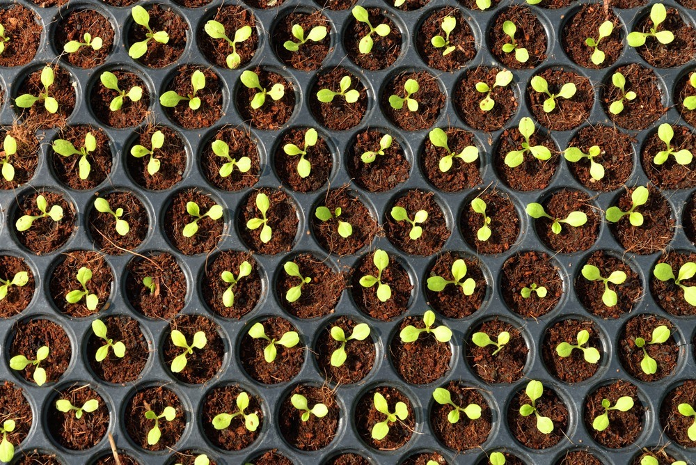 Germination of Seeds in Tray