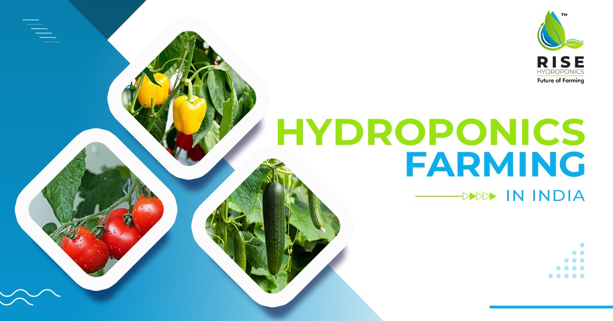 Hydroponics Farming in India