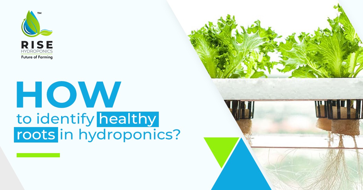 How to identify healthy roots in hydroponics?