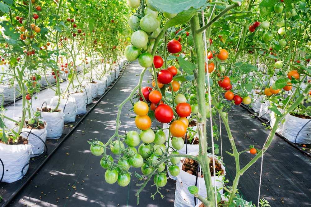 cherry tomatoes in grow bags