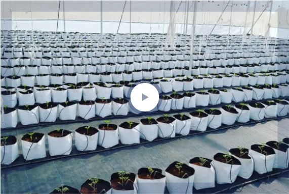 explore our story - Rise Hydroponics
