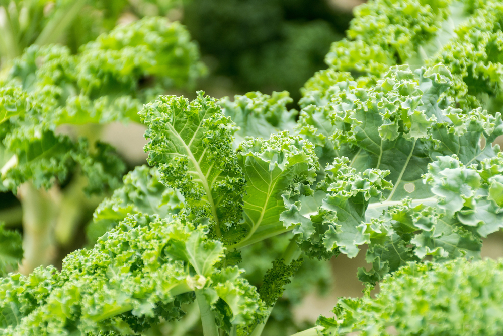 Fresh Green Kale