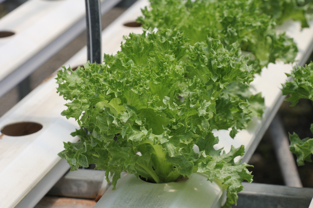 Kale In Hydroponics