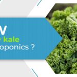 How to Grow Kale in hydroponics - Kale Blog graphic