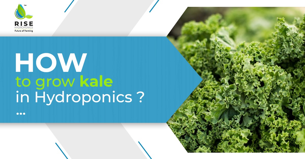 How to Grow Kale in hydroponics - Kale Blog graphic