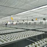 Rise Hydroponics Farm